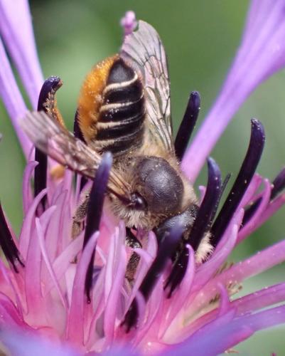 Megachile centuncularis